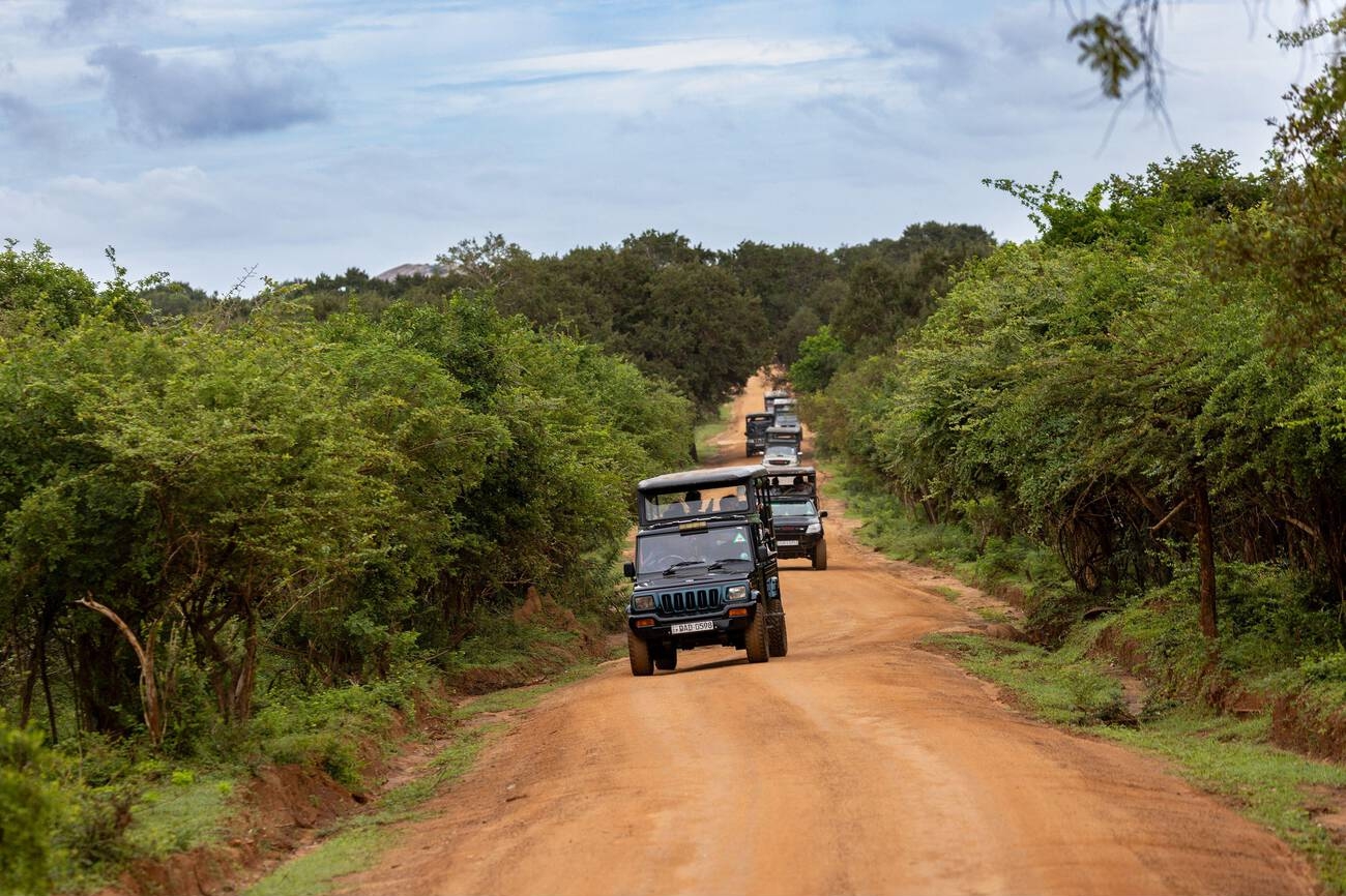 Wildlife Safari